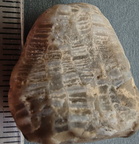 LE2 Favosites sp. Colonial Tabulate Coral