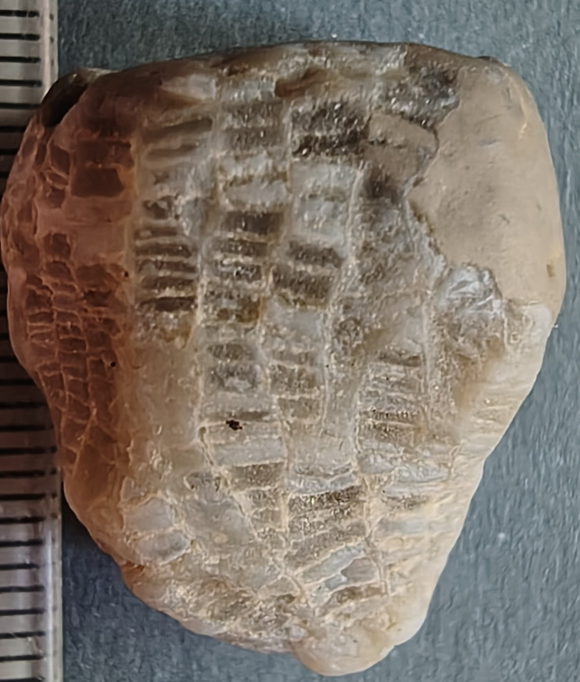 LE2 Favosites sp. Colonial Tabulate Coral