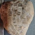 LE2 Favosites sp. Colonial Tabulate Coral
