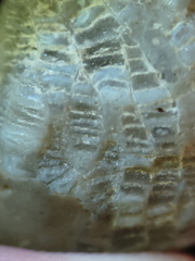 LE2 Favosites sp. Colonial Tabulate Coral