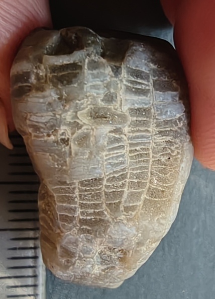 LE2 Favosites sp. Colonial Tabulate Coral