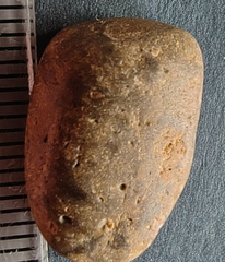 LE3 Favosites sp. Colonial Tabulate Coral