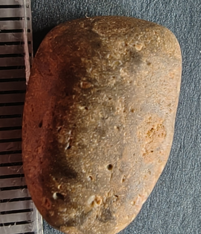 LE3 Favosites sp. Colonial Tabulate Coral