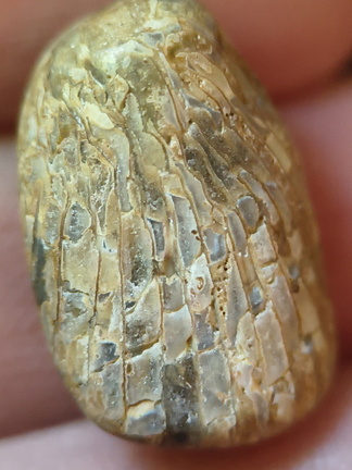 LE3 Favosites sp. Colonial Tabulate Coral