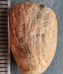 LE3 Favosites sp. Colonial Tabulate Coral