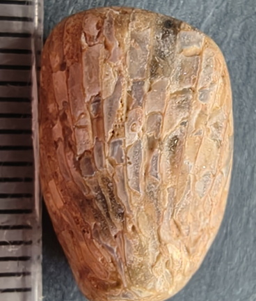 LE3 Favosites sp. Colonial Tabulate Coral