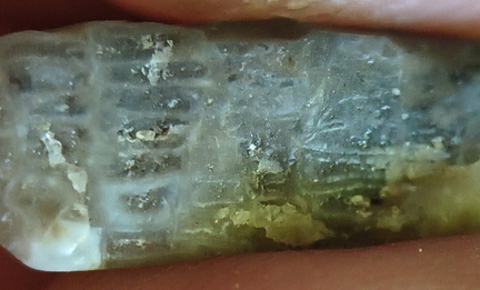 LE4 Favosites sp. Colonial Tabulate Coral