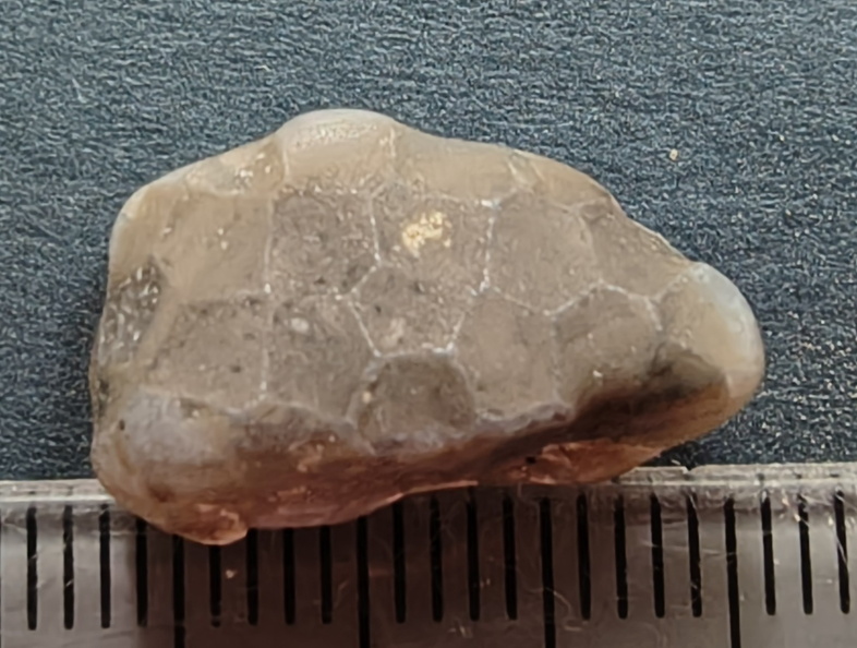 LE4 Favosites sp. Colonial Tabulate Coral