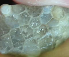 LE4 Favosites sp. Colonial Tabulate Coral