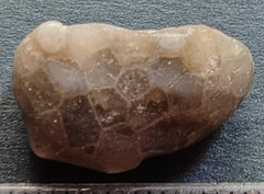 LE4 Favosites sp. Colonial Tabulate Coral