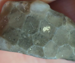 LE4 Favosites sp. Colonial Tabulate Coral