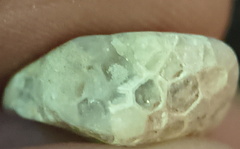 LE5 Favosites sp. Colonial Tabulate Coral