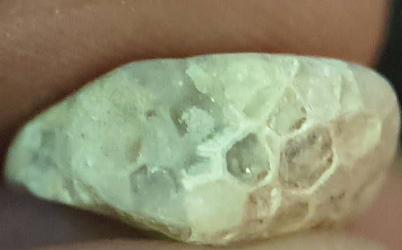 LE5 Favosites sp. Colonial Tabulate Coral