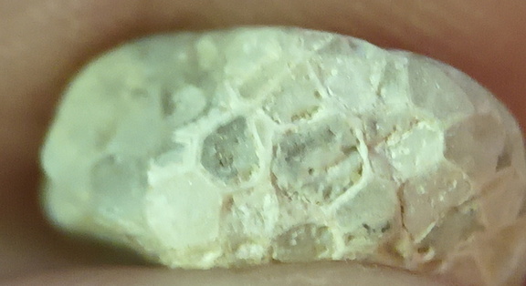 LE5 Favosites sp. Colonial Tabulate Coral