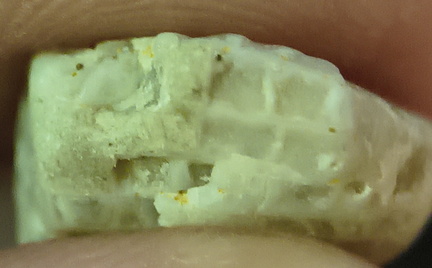 LE5 Favosites sp. Colonial Tabulate Coral