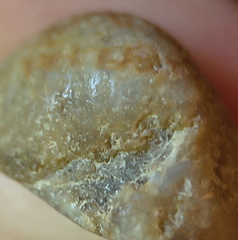 LE6 Favosites sp. Colonial Tabulate Coral