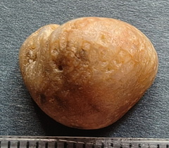 LE6 Favosites sp. Colonial Tabulate Coral