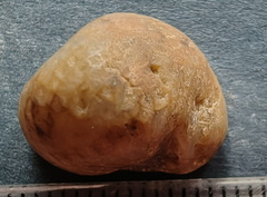 LE6 Favosites sp. Colonial Tabulate Coral