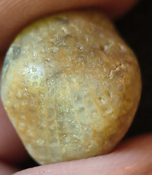 LE6 Favosites sp. Colonial Tabulate Coral