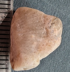 LE7 Favosites sp. Colonial Tabulate Coral