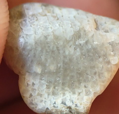 LE7 Favosites sp. Colonial Tabulate Coral