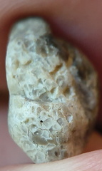 LE7 Favosites sp. Colonial Tabulate Coral