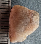 LE7 Favosites sp. Colonial Tabulate Coral