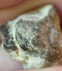 LE7 Favosites sp. Colonial Tabulate Coral