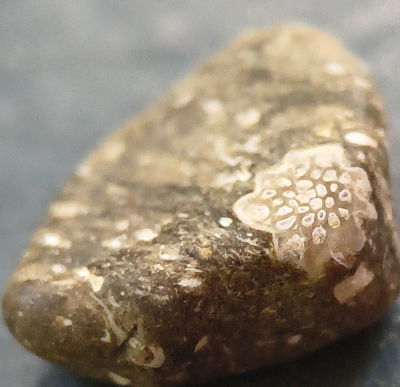 LE8 Trepostome Bryozoan cf. Prasopora sp.Colonial Stenolaemate Bryozoan