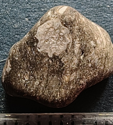 LE8 Trepostome Bryozoan cf. Prasopora sp.Colonial Stenolaemate Bryozoan