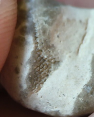 LE9 Fenestella sp.Colonial Stenolaemate Bryozoan