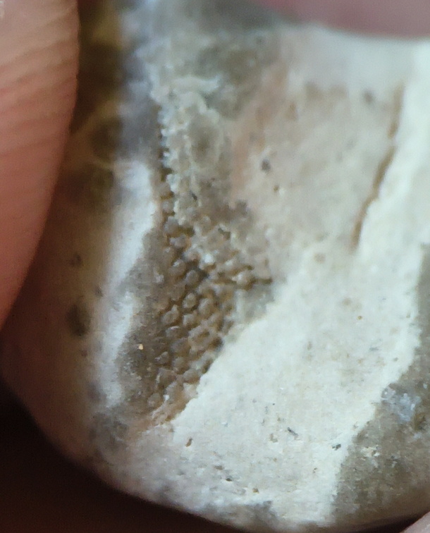 LE9 Fenestella sp.Colonial Stenolaemate Bryozoan