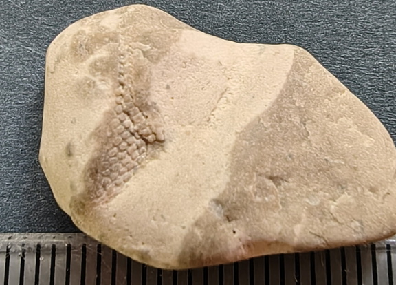 LE9 Fenestella sp.Colonial Stenolaemate Bryozoan