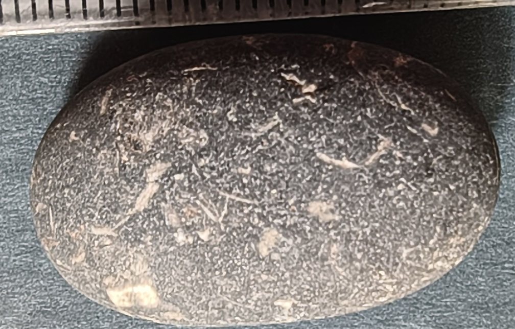 LE13 Crinoidal Packstone Mixed Crinoid Columnals and Ossicles