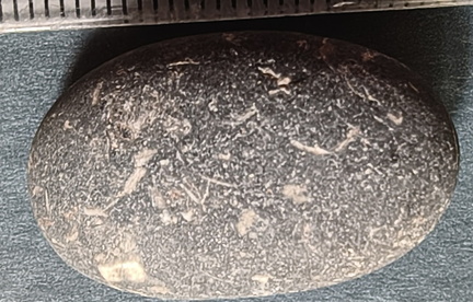 LE13 Crinoidal Packstone Mixed Crinoid Columnals and Ossicles