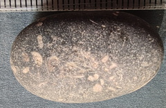 LE13 Crinoidal Packstone Mixed Crinoid Columnals and Ossicles