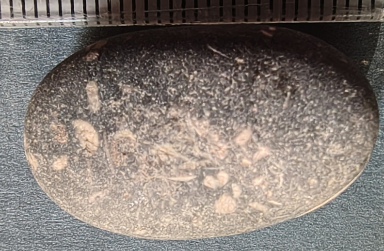 LE13 Crinoidal Packstone Mixed Crinoid Columnals and Ossicles