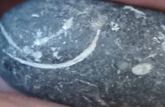 LE13 Crinoidal Packstone Mixed Crinoid Columnals and Ossicles