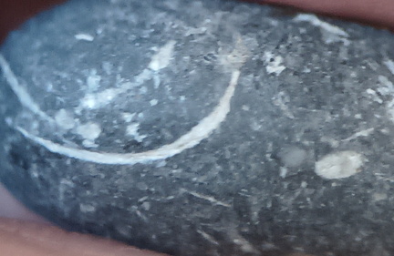 LE13 Crinoidal Packstone Mixed Crinoid Columnals and Ossicles