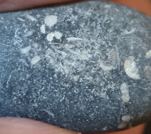 LE13 Crinoidal Packstone Mixed Crinoid Columnals and Ossicles