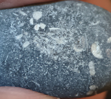 LE13 Crinoidal Packstone Mixed Crinoid Columnals and Ossicles