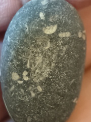 LE13 Crinoidal Packstone Mixed Crinoid Columnals and Ossicles