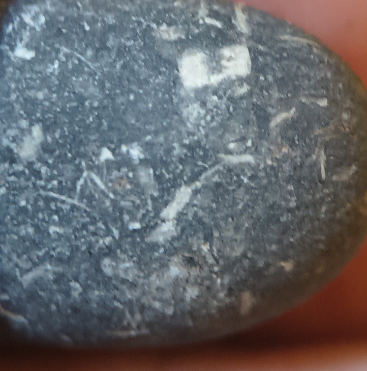 LE13 Crinoidal Packstone Mixed Crinoid Columnals and Ossicles