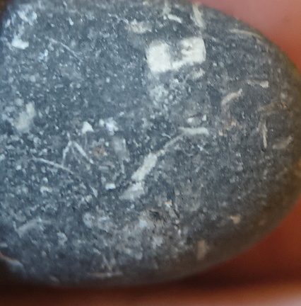 LE13 Crinoidal Packstone Mixed Crinoid Columnals and Ossicles