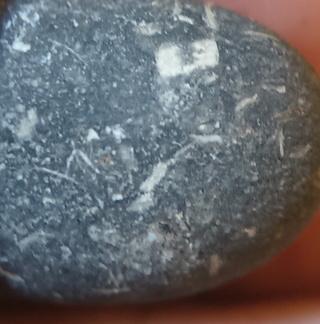 LE13 Crinoidal Packstone Mixed Crinoid Columnals and Ossicles