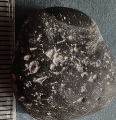 LE11 bryozoans, crinoids, brachiopod fragments, tabulate Coral cf. Thamnopora