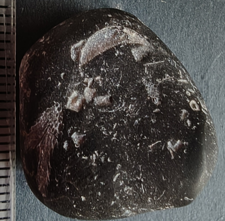 LE11 bryozoans, crinoids, brachiopod fragments, tabulate Coral cf. Thamnopora