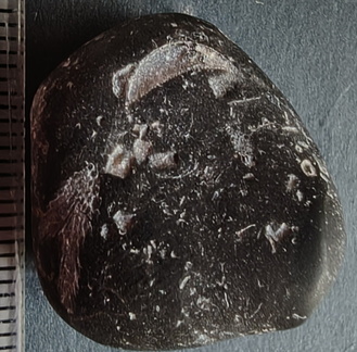 LE11 bryozoans, crinoids, brachiopod fragments, tabulate Coral cf. Thamnopora