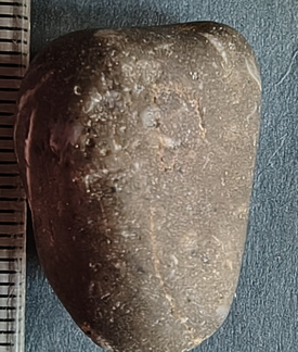 LE10 Fossil Packstone Worn specimen containing possible crinoids, bryozoan fragments  and brachiopod shell material