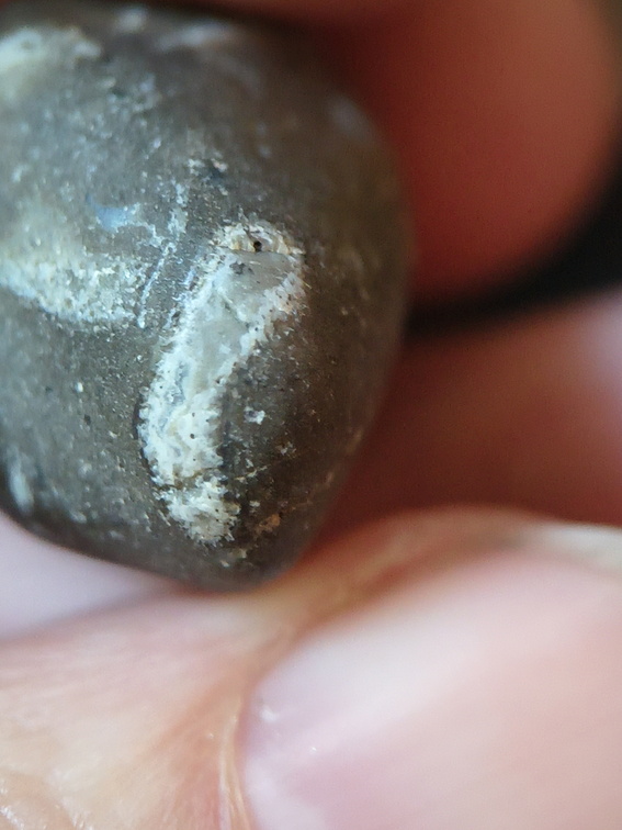 LE10 Fossil Packstone Worn specimen containing possible crinoids, bryozoan fragments  and brachiopod shell material